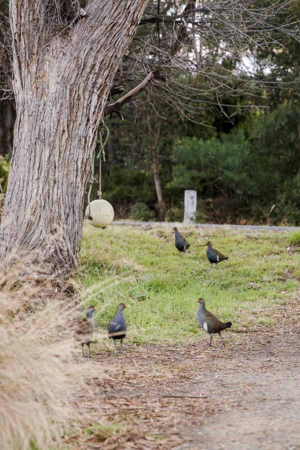 Lawrence Creek Cottage Bruny Island Simpsons Bay Exterior photo